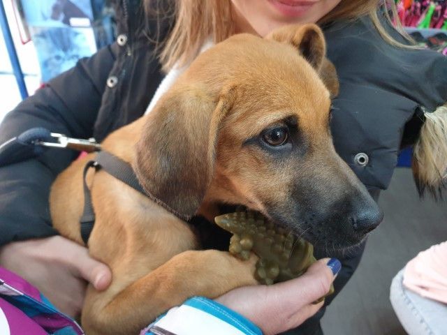 Fomentan las adopciones de perros que se encuentran en la perrera municipal