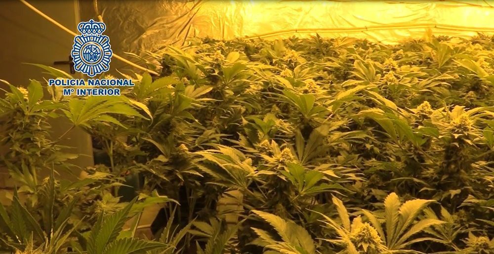 La Policía Nacional lidera la lucha internacional contra el cultivo y el tráfico ilícito de marihuana