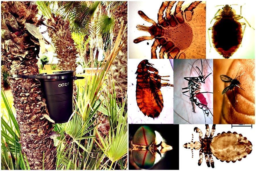 Inician una campaña para detectar un mosquito que transmite enfermedades como el dengue.