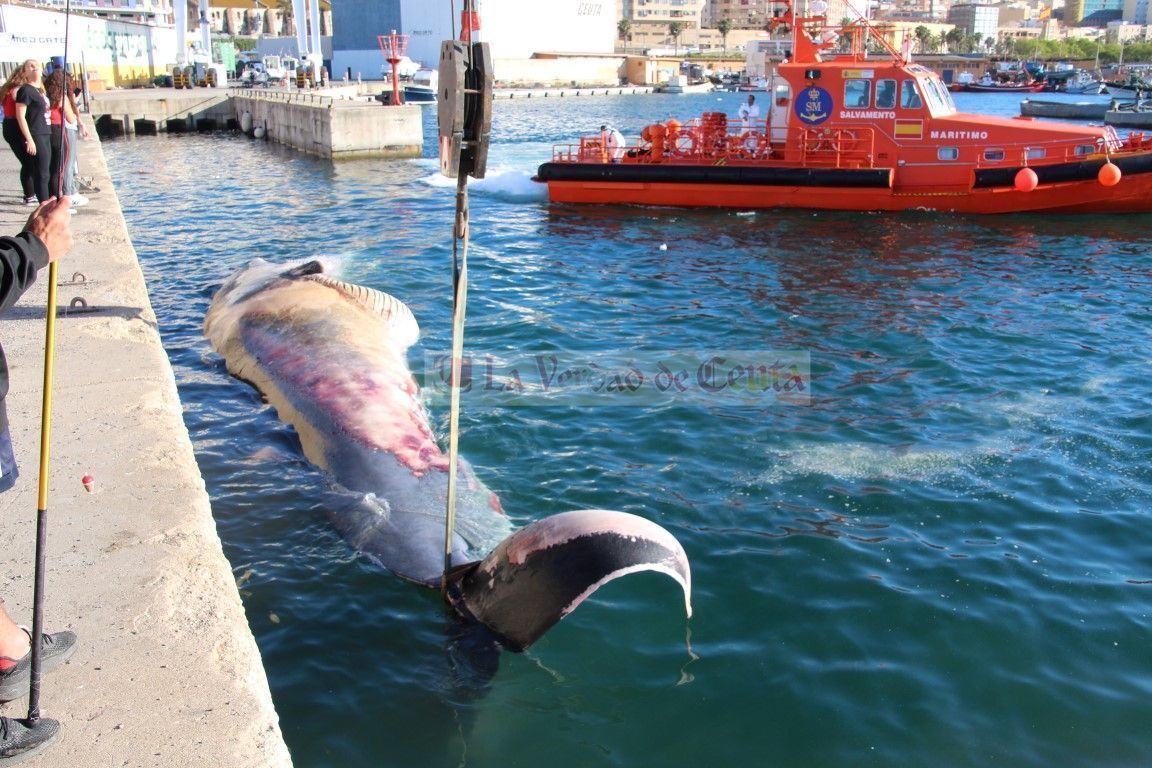 Encontrada muerta una ballena de unos 20 metros y más de 20 toneladas de peso