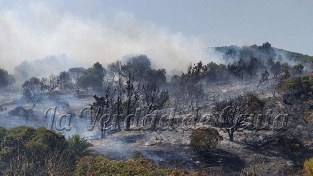 (Avance) Un incendio al parecer provocado afecta de nuevo a Calamocarro