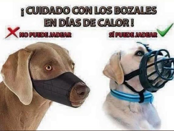La Guardia Civil alerta sobre el cuidado con los bozales en los días de calor