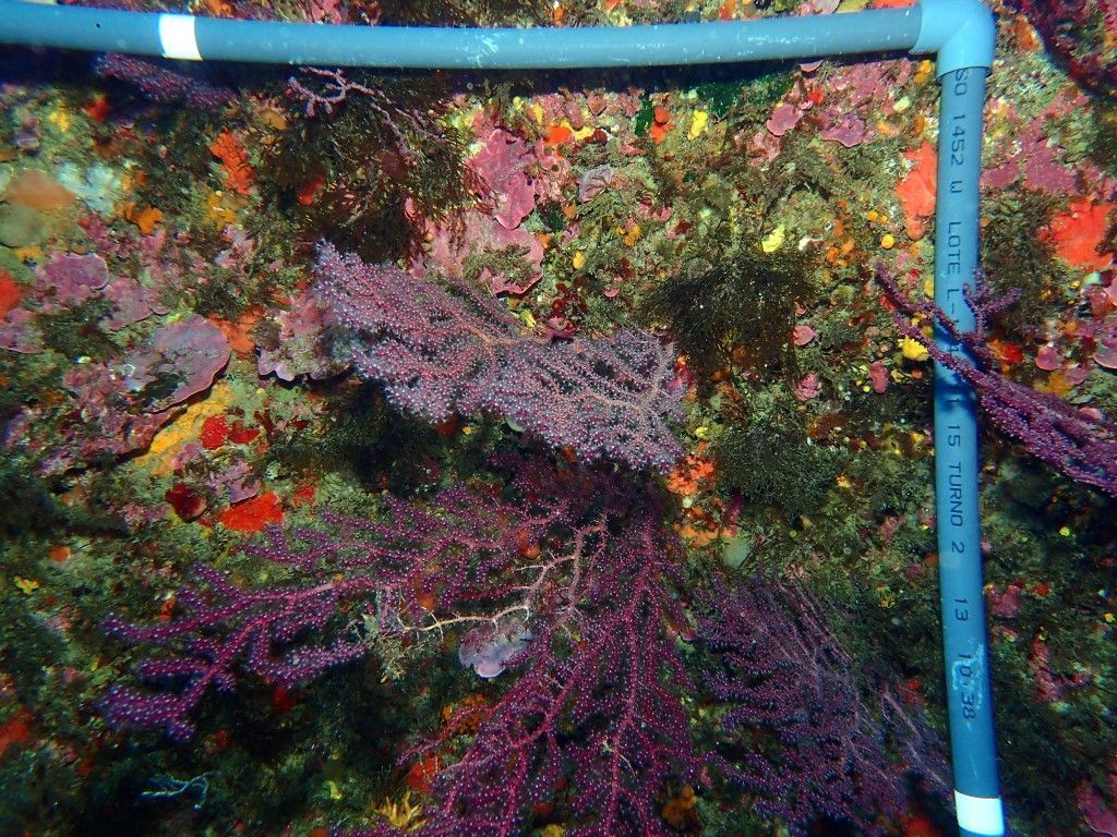 Ceuta participa mañana en la Conferencia de Naciones Unidas sobre el Cambio Climático 