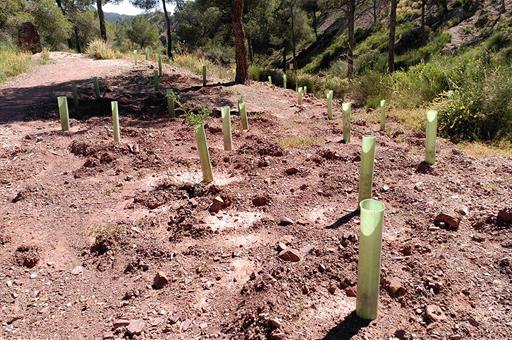 España lidera el desarrollo de las directrices comunes de la Unión Europea para las actuaciones de reforestación establecidas en la Estrategia de Biodiversidad para 2030