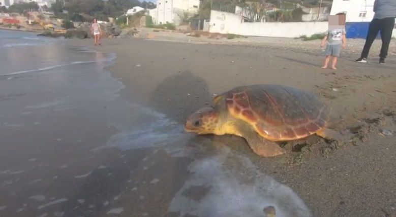 El CECAM libera otra tortuga en la playa 