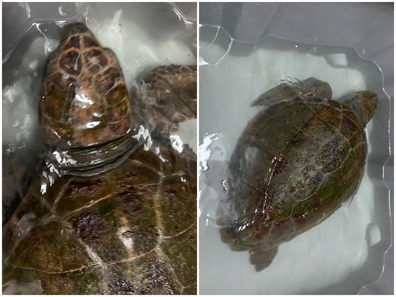 Rescatan otra tortuga boba atrapada en una red en la Almadraba