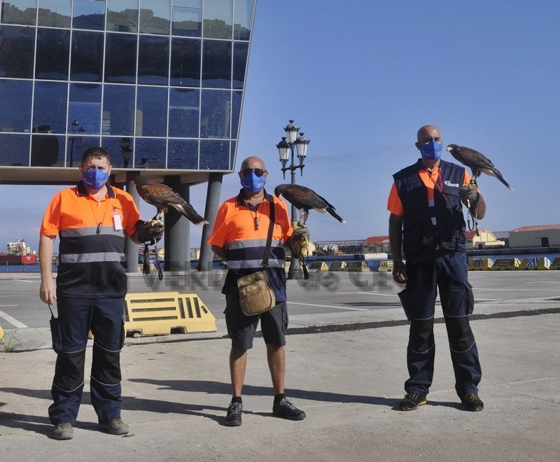 El Helipuerto de Ceuta implanta un servicio de cetrería junto con la Autoridad Portuaria