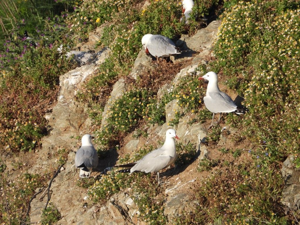 Dotan de dispositivos de seguimiento a ejemplares de especie vulnerable de gaviota
