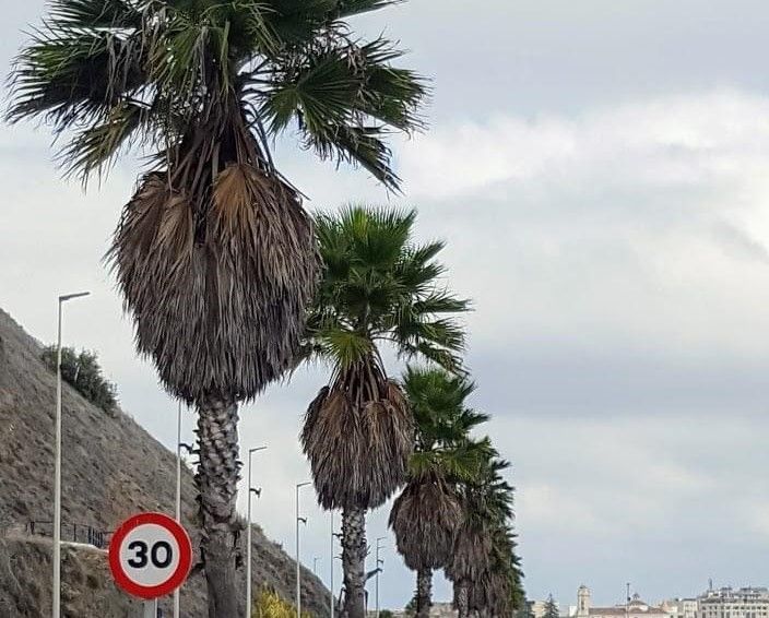 El PSOE denuncia el estado de abandono en el que se encuentran la mayoría de las palmeras que hay en la ciudad 