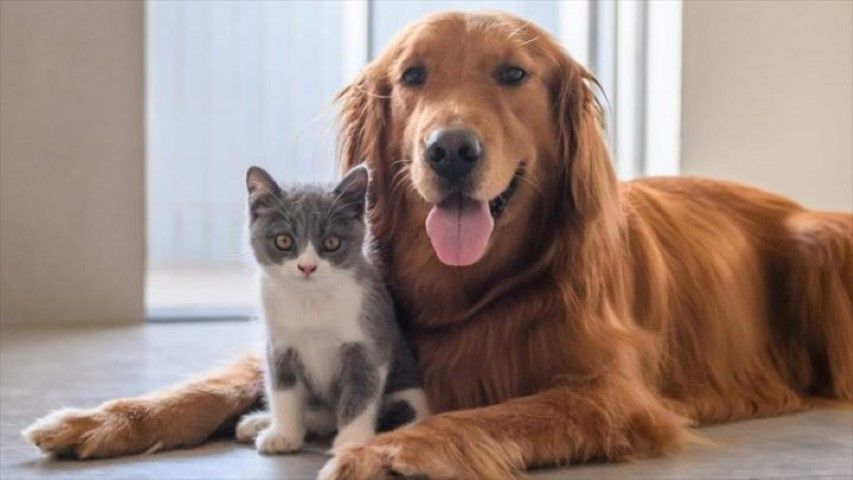 Alergias habituales en perros y gatos, ¿cuáles son y cómo combatirlas?