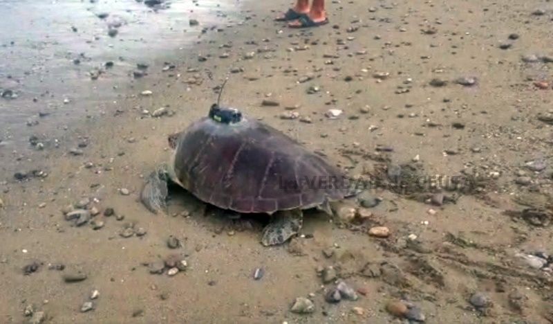 Ponen en libertad a “África”, una tortuga verde