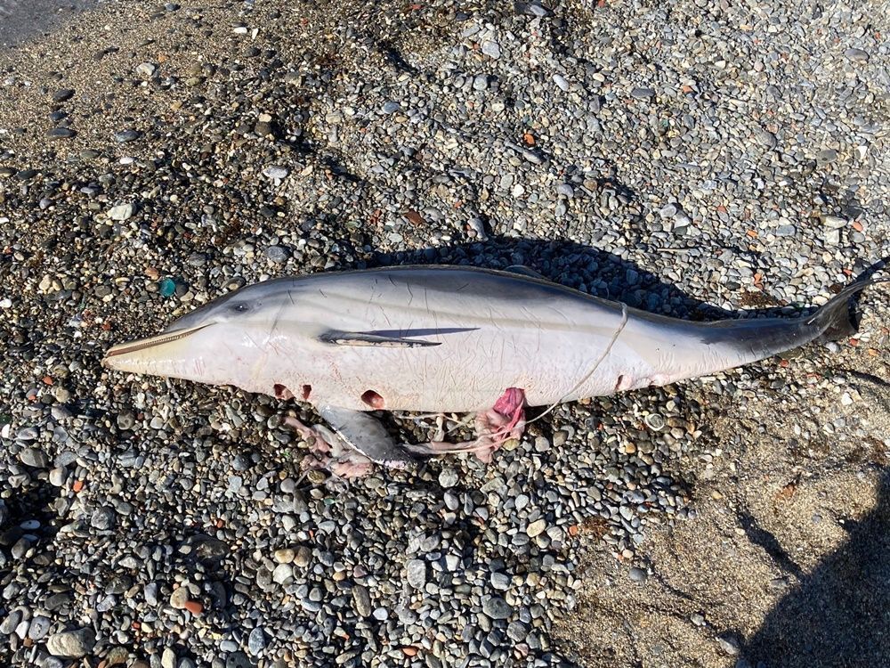 Hallan el cadáver de otro delfín en la playa de Fuente Caballos