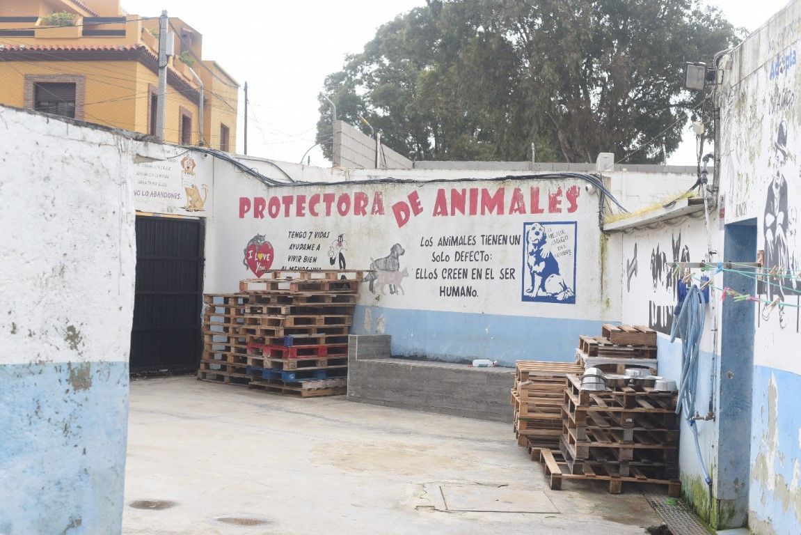 CSD insta a que se trasladen al próximo Pleno soluciones urgentes para la Protectora de Animales