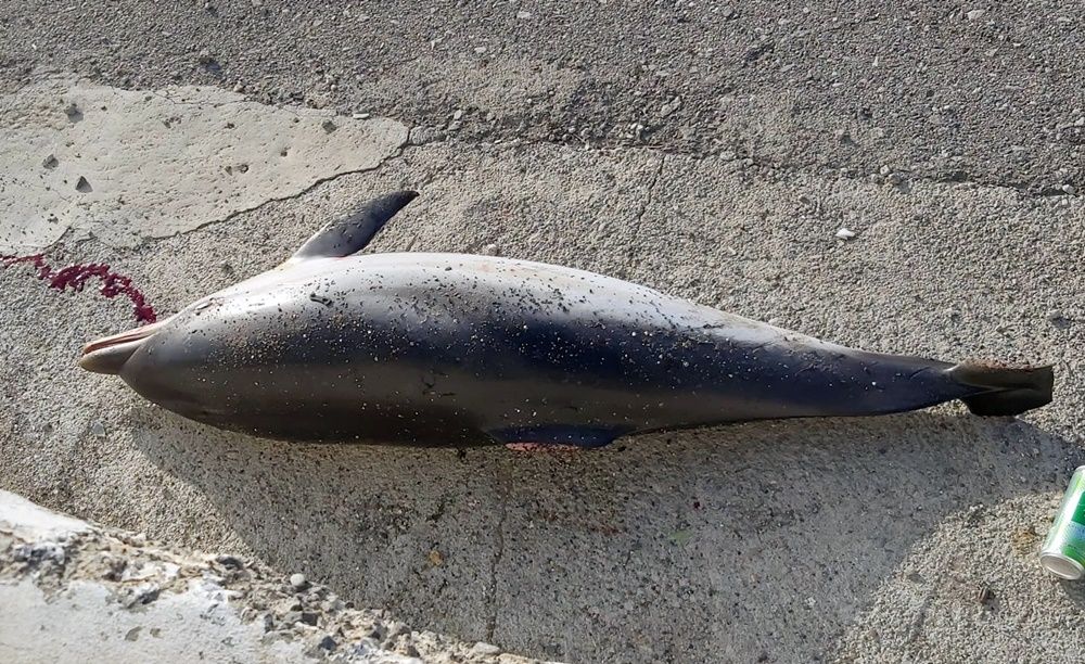 Hallan dos delfines muertos en la playa del Tarajal. Fotos cedidas
