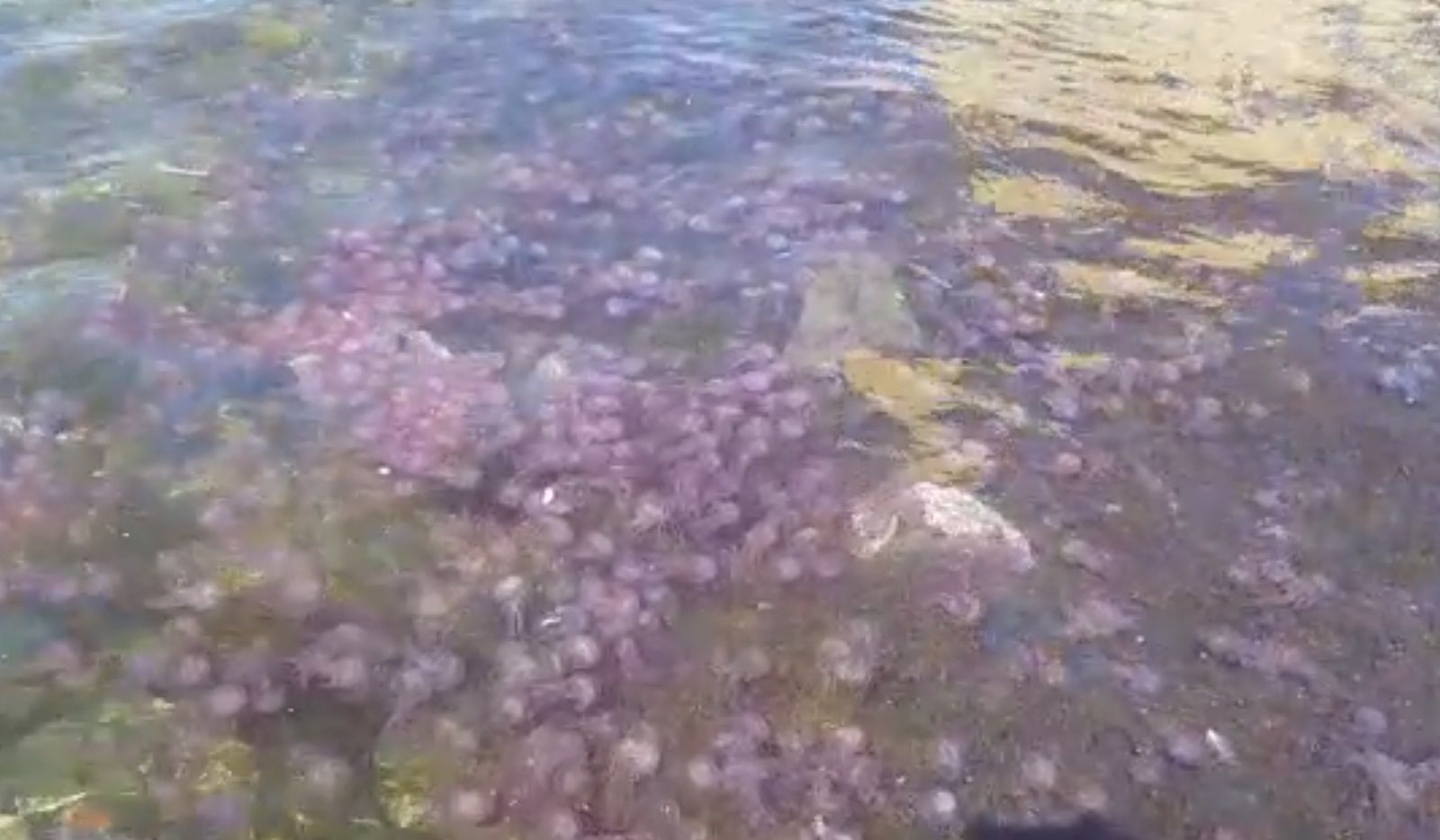 Medio Ambiente intensifica la limpieza en las playas ante la presencia masiva de medusas en la bahía sur 