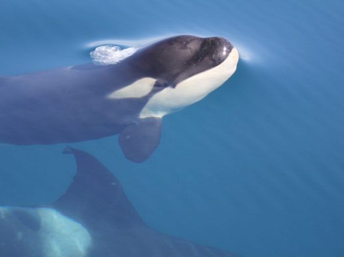 La migración de las orcas ibéricas se iniciará en los próximos días