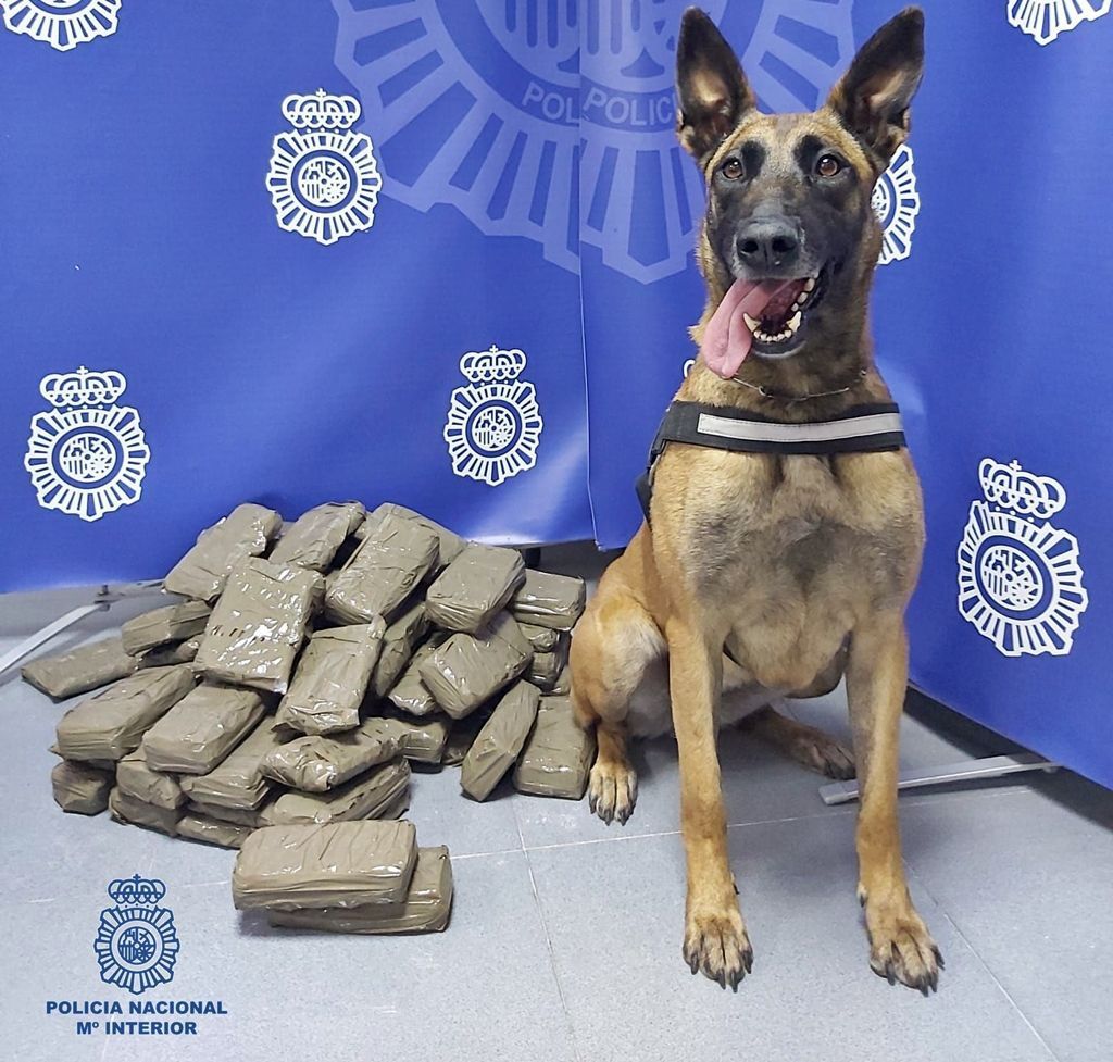 La Unidad de Guías Caninos de la Jefatura Superior de Policía requisa una cantidad cercana a 30 kilos de Hachís 