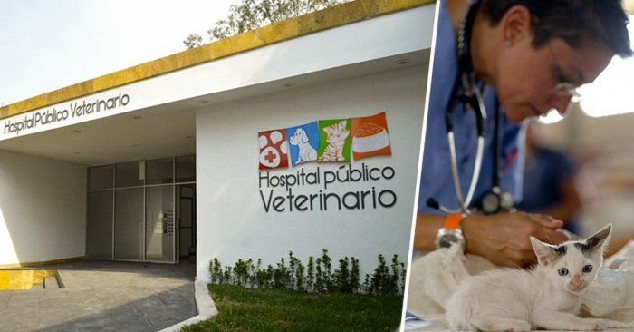 Cover, Primer Hospital Veterinario gratuito en Mexico
