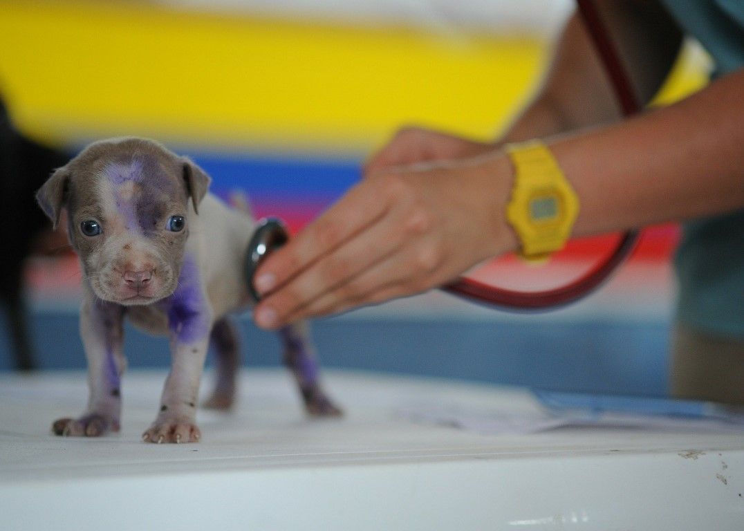 Acudir más frecuentemente al veterinario podría salvar la vida de tu mascota