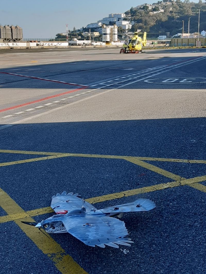 AENA realiza una prueba piloto en el helipuerto de Ceuta para el control de fauna con drones