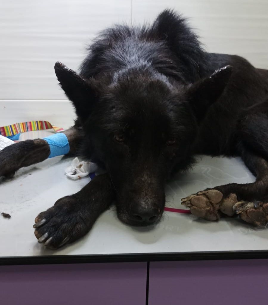 La asociación animalista "Somos tu voz" anuncia nuevas movilizaciones