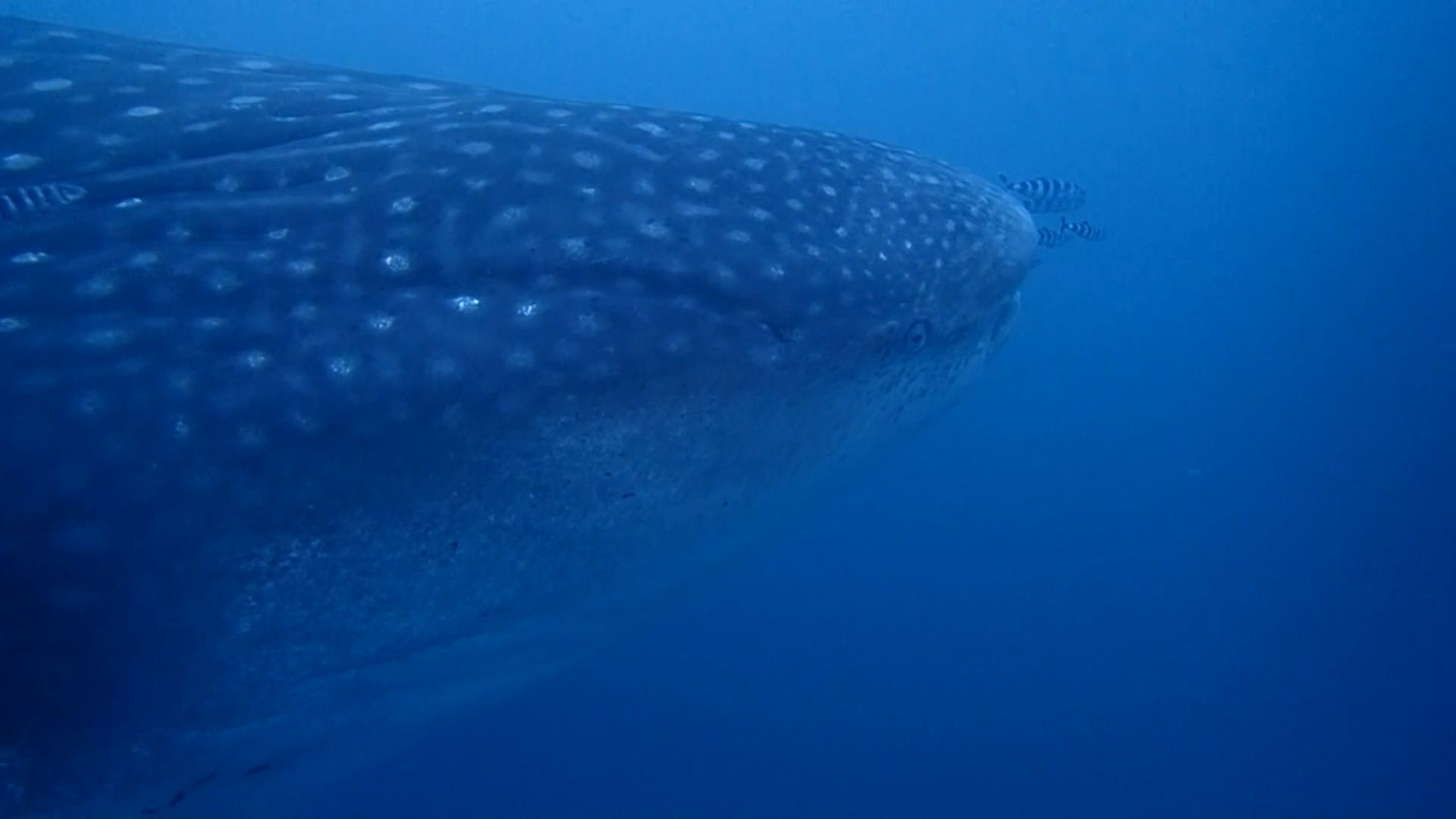 El CECAM libera un tiburón ballena, el pez más grande que se conoce
