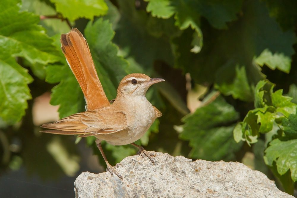 El alzacola rojizo, elegido como Ave del año de SEO/BirdLife
