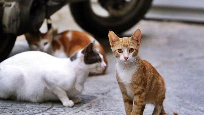 “No se ha ordenado desmantelar la colonia de gatos del Polígono Virgen de África”