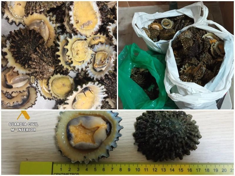 Tres detenidos con más de 10 kilos de moluscos incluidos como especie protegida
