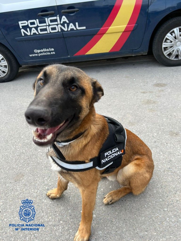 Brull, el nuevo policía de la Unidad Canina de la Policía Nacional de Ceuta
