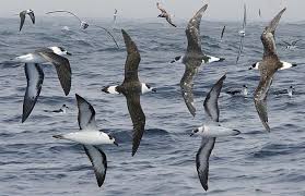 Más de la mitad de las aves marinas se encuentran amenazadas