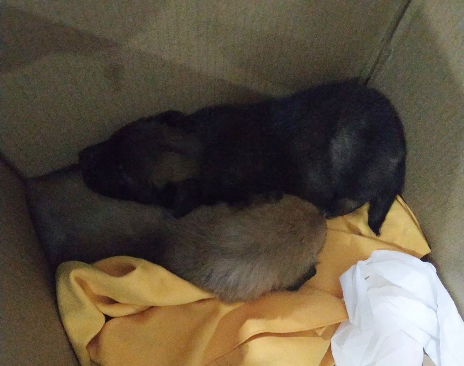 Venden tres crías de perro por 20 euros y sin papeles