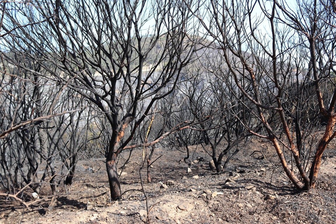 Feijóo anuncia un Plan Integral de Ayuda, Recuperación y Prevención de incendios 