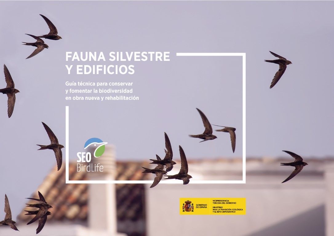SEO publica nuevas herramientas para conservar las especies que utilizan los edificios como lugar de refugio y nidificación