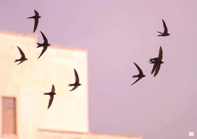 Golondrinas, aviones y vencejos, en fase migratoria por el Estrecho