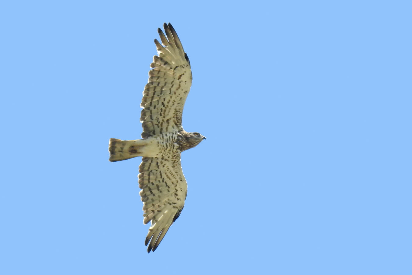 El paso de aves migratorias por el Estrecho se ha cuadruplicado en los últimos años