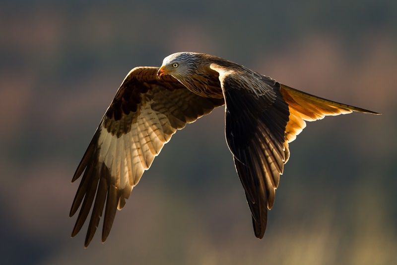 La Guía de las Aves de España de SEO incorpora 88 especies completamente nuevas