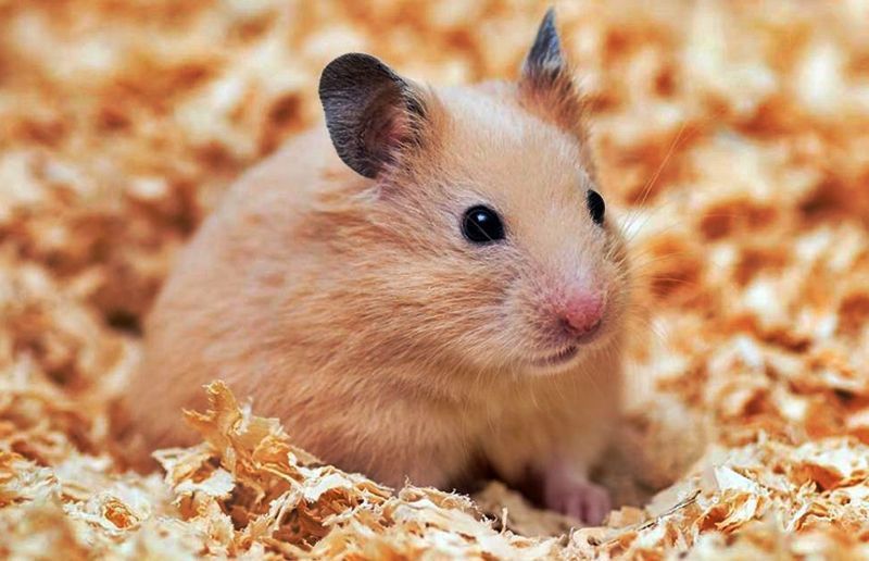 2023: La "Ley de Bienestar Animal" prohíbe tener estos animales en casa