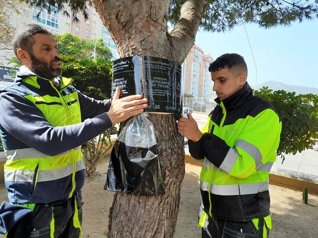Medio Ambiente dispone de los medios necesarios para combatir la procesionaria