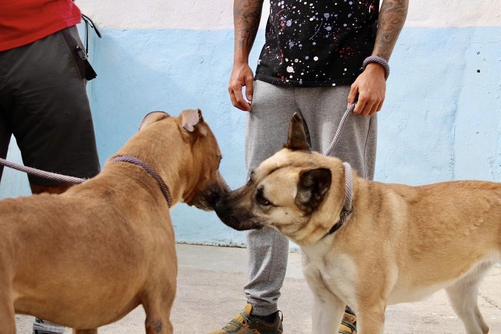La Ciudad dice que ha tramitado 179 expedientes sancionadores en materia de sanidad animal