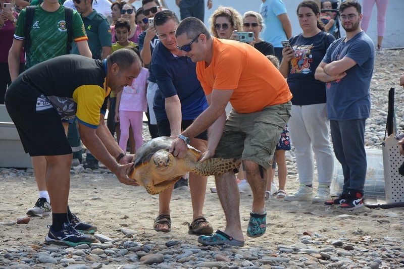 Dos tortugas bobas son liberadas en Ceuta tras ser recuperadas de la ingesta de plástico