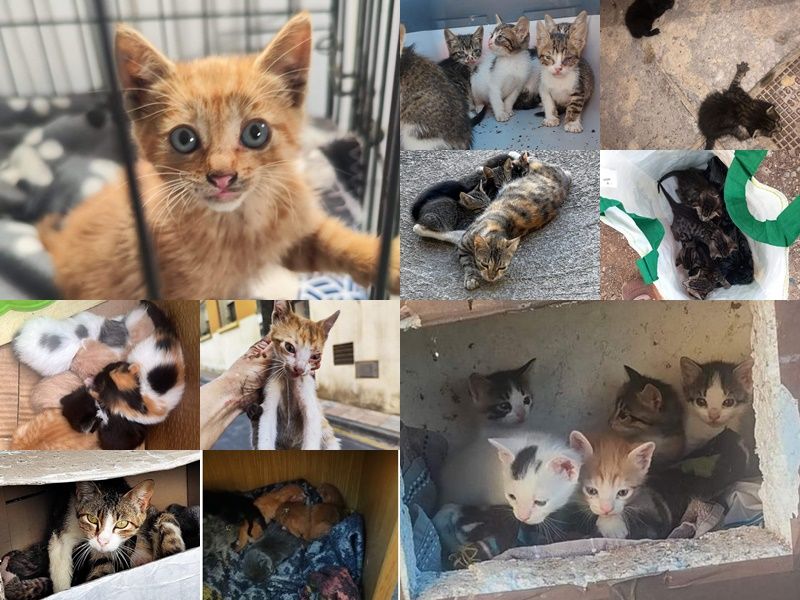 La Ciudad ha realizado 945 esterilizaciones de felinos desde el mes de febrero
