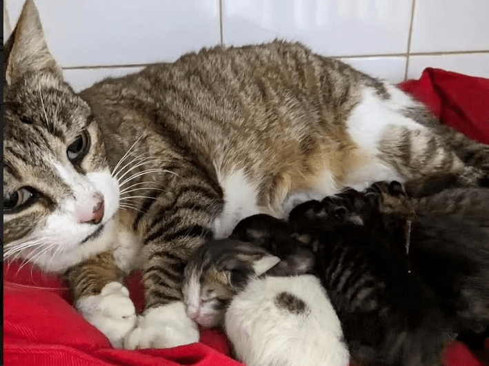 La Ciudad adoptará medidas para controlar la proliferación de los gatos callejeros