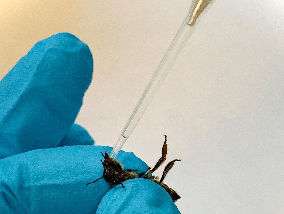 Investigadores descubren cómo determinados parásitos habitan en las abejas y las ponen en riesgo