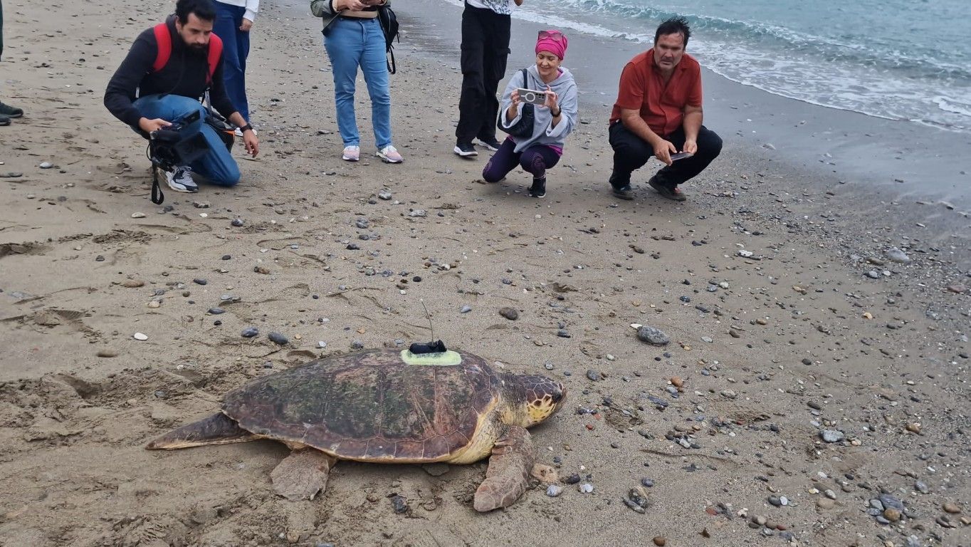 CECAM suelta tortugas 2410 5