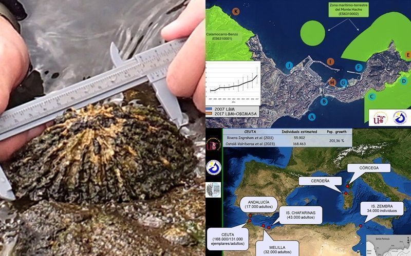 La Estación de Biología Marina del Estrecho acude a un congreso de Londres para hablar sobre la lapa ferruginosa