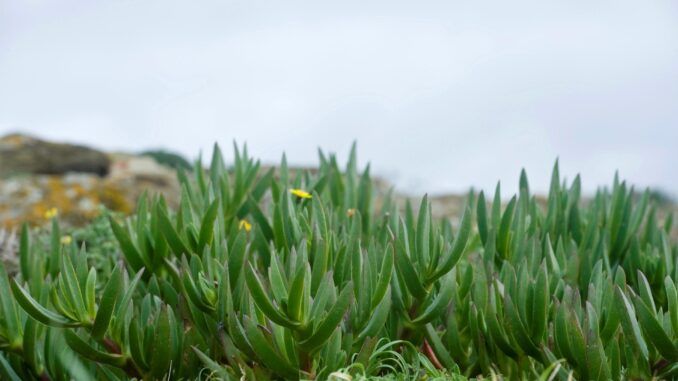 Crean la primera base de datos sobre los impactos de las plantas invasoras