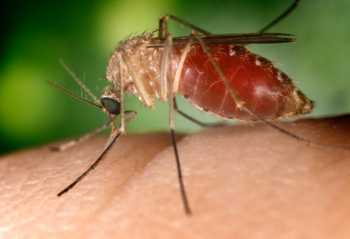 Aconsejan extremar las precauciones ante un posible aumento de casos de Fiebre del Virus del Nilo