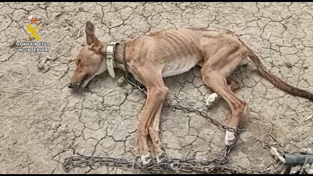 Operación "Colaphus": Rescatan 111 animales en Málaga tras destapar una red de maltrato y abandono