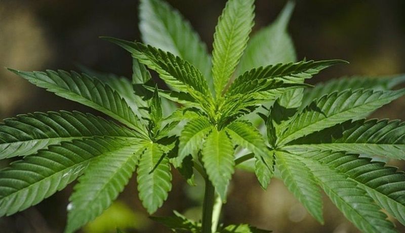 Sanidad inicia el trámite para regular el  cannabis medicinal